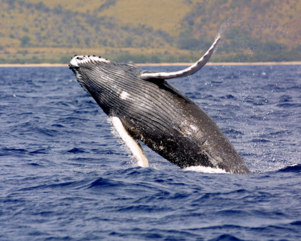 Historically, most humpback whales were killed by commercial whalers. Now, whales are more often killed by boat strikes, pollutants or after becoming entangled in fishing nets, according to the Alaska Department of Fish and Game. 