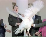 President Ronald Reagan confronted a rambunctious gobbler. 
Image: Ronald Reagan Presidential Library.