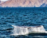 Whales may be suffering from global warming's impact. 