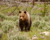 Grizzlies at Yellowstone are the focus of a dispute.