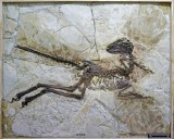 The newly identified dinosaur probably couldn't fly, according to scientists. Image: Scientific Reports. 