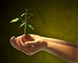 Reforestation efforts are making the world a greener place.
