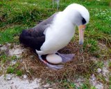 Wisdom, the 66-year-old albatross, is expecting.
