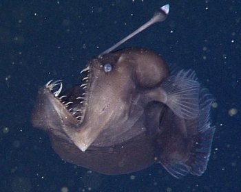 "Black sea devil" anglerfish observed in Monterey Bay. Image: Monterey Bay Aquarium Research Institute.