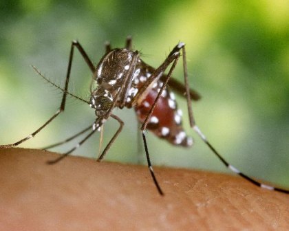 An infected Aedes species mosquito can spread the Zika virus.