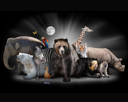 Quick Study: The sixth mass extinction Scientists say Earth is undergoing a sixth mass extinction.